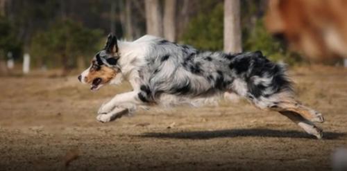 澳洲牧牛犬怎么没人养-图1