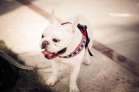 斗牛犬优缺点有哪些-图1