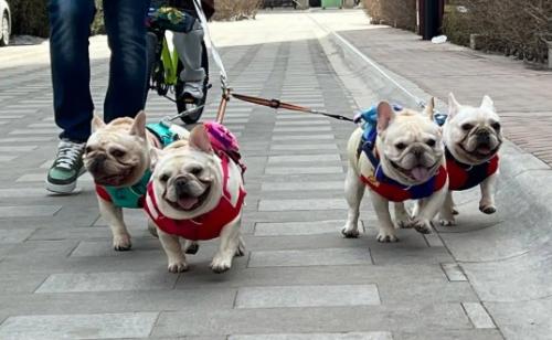 斗牛犬适合女生养吗-图1