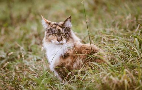 猫不吃东西呕吐