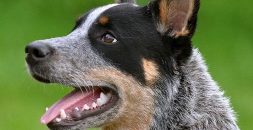 澳洲牧牛犬出售价格-图1