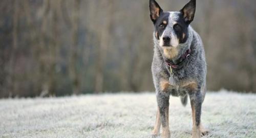 澳洲牧牛犬是猛犬吗会咬人吗-图1