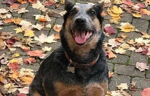 澳洲牧牛犬好养吗怎么没人养-图1