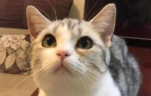 猫咪用头顶我的手是什么意思-图1