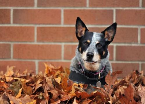 澳大利亚牧牛犬有攻击性吗