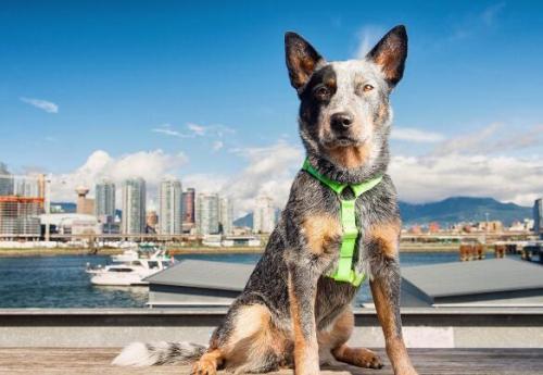 澳大利亚牧牛犬多少钱一只