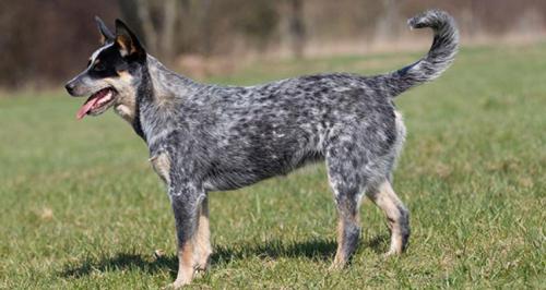 澳大利亚牧牛犬的性格外貌特征-图1