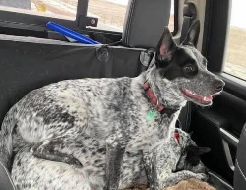 澳大利亚牧牛犬如何训练