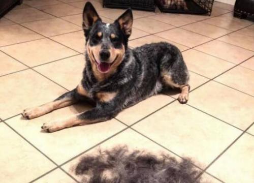 澳大利亚牧牛犬需要训练什么-图1