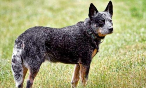 澳大利亚牧牛犬的起源和历史-图1