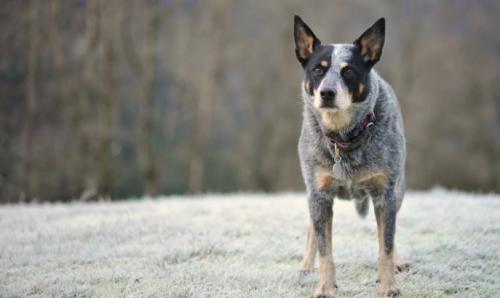 澳大利亚牧牛犬训练技巧有哪些-图1