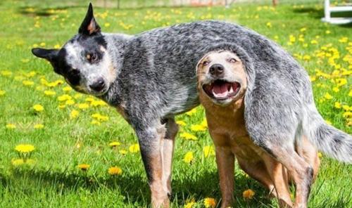 澳大利亚牧牛犬吃多了拉稀怎么办-图1