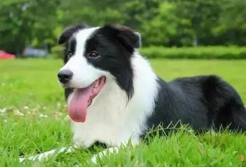 饲养边牧犬有什么禁忌？-图1