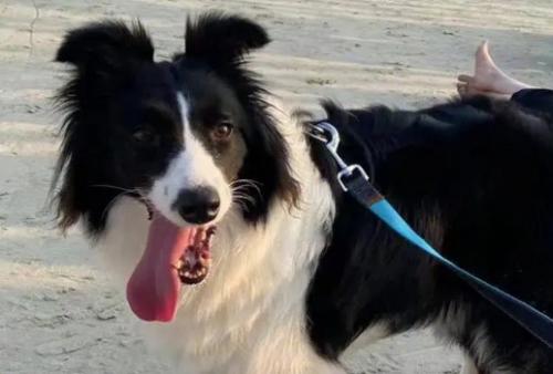 捡到一只边牧犬怎么办啊-图1