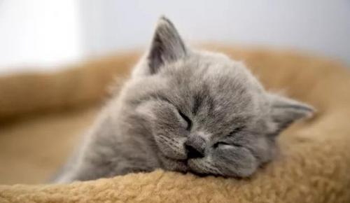 猫发烧最快的处理方式有哪些-图1