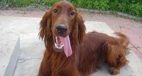 爱尔兰雪达犬吃撑呕吐怎么办-1