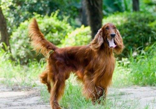 爱尔兰雪达犬聪明吗-图1