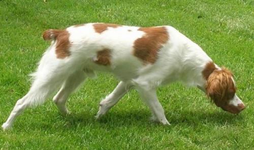 不列塔尼猎犬什么颜色好