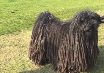 波利犬的饲养要点有哪些-图1