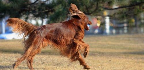 爱尔兰雪达犬和金毛犬的区别