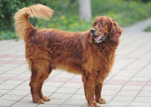 雪达犬为什么是禁犬-图1