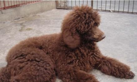 爱尔兰雪达犬掉毛吗-图1