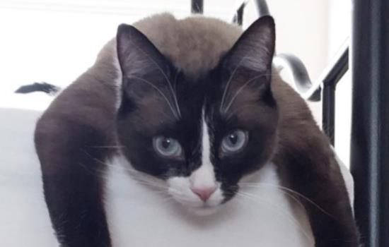 雪鞋猫好养吗-图1