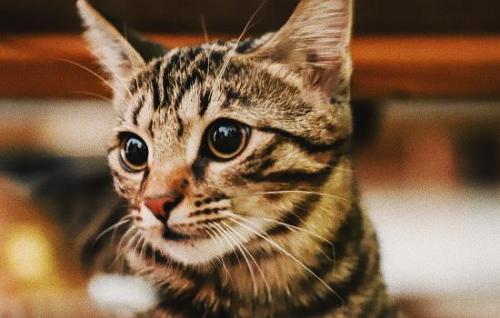 猫可不可以吃猕猴桃-图1