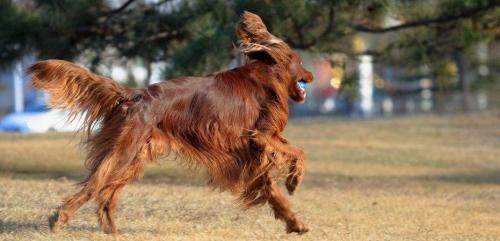 爱尔兰雪达犬窝咳吃什么药最好