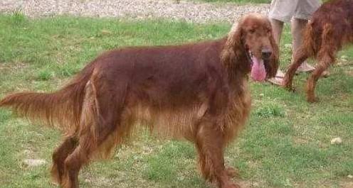 爱尔兰雪达犬的毛色有几种-图1