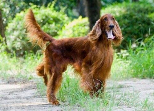 爱尔兰雪达犬怎么训练才听话-图1