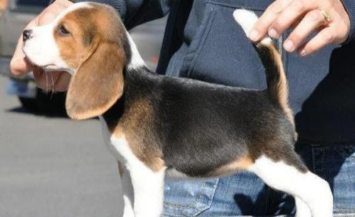比格犬优点与缺点-图1
