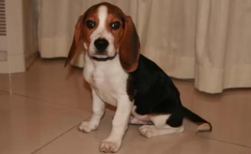 养比格犬的十大禁忌-图1