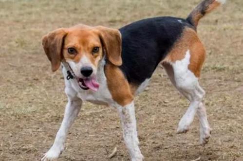 比格犬攻击性强吗-图1