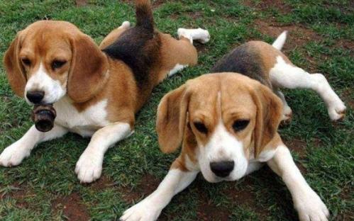 比格犬和柯基犬哪个智商高-图1
