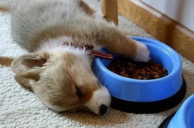 护食的狗不能养为什么