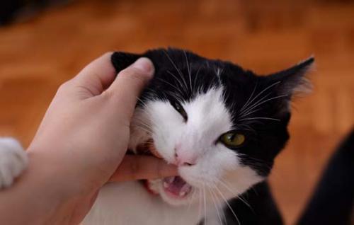 怎么才能和猫打好关系-图1