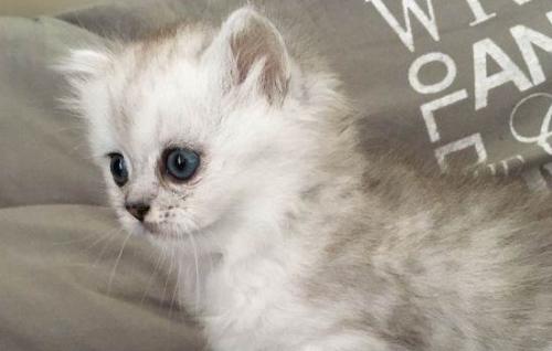 银渐层公猫几个月开始发情-图1