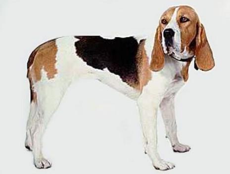 长得和比格猎犬很像的狗-图2