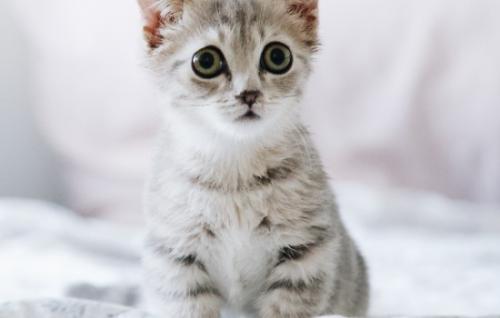 2个月猫吃多少克猫粮