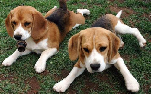 比格猎犬性格与用途-图1