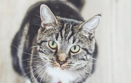 猫的世界是什么颜色的