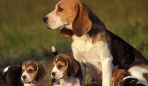 比格犬大概多少钱-图1