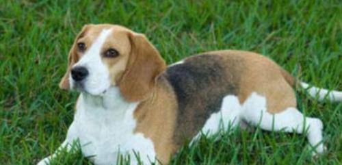 比格猎犬怎么训练才听话-图1