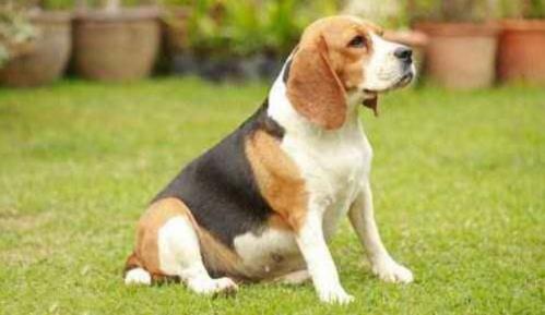 比格猎犬吃多了吐了怎么办-图1