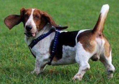 比格猎犬多少钱一只-图1