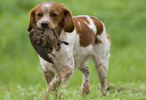不列塔尼猎犬掉毛不-图1