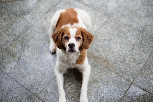 不列塔尼猎犬怎么训练才听话