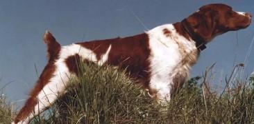 不列塔尼猎犬多少钱一只-图1