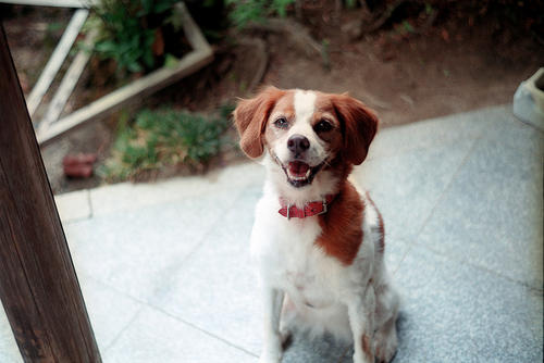 不列塔尼猎犬的性格外貌特征-图1